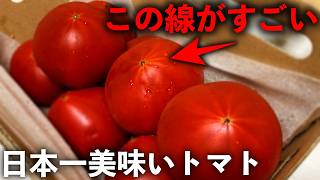 Japan's Best Tomato] They say tomatoes are better when they have