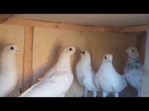 فرجه حمام غزار ونش من غيه الشيخ محمود كناري محمد عوض 