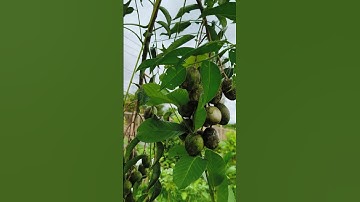 CHẢY NƯỚC MIẾNG với cây Cóc non TRĨU CÀNH | Hái Cóc chấm muối ớt tại vườn!