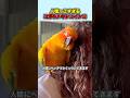 人懐っこすぎる【コガネメキシコインコ】