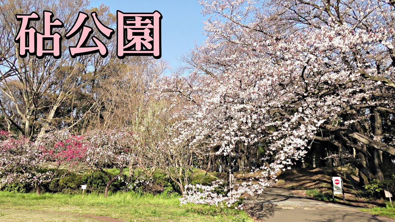 19砧公園の桜 開花状況 Cherry Blossoms At Kinuta Park Tokyo Youtube