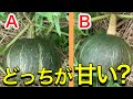 これ知らないと損します。甘くて美味しいカボチャの見極めと追熟・保存法!初心者にも分かりやすい完熟・収穫のタイミング、コルク化を解説。食べ頃はいつ?