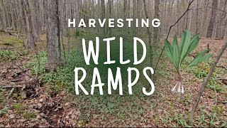 Harvesting and Cooking Wild Ramps!