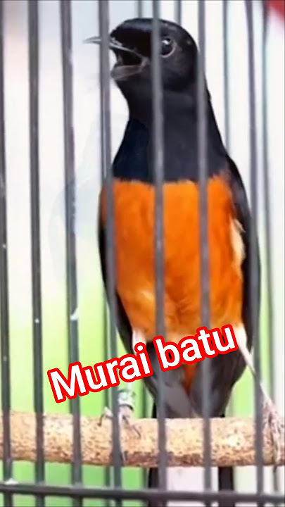 burung murai batu full isian mewah #masteranmuraibatu #birds
