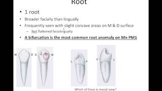9 Mandibular Premolars - NBDE Part 1 Boards Study