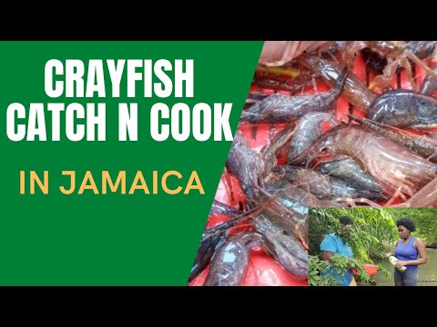 CRAYFISH CATCH n COOK (NO DIVING) Feat. Crabs, Eels, Mudfish & MORE Unmentionables! #CrayFishJamaica