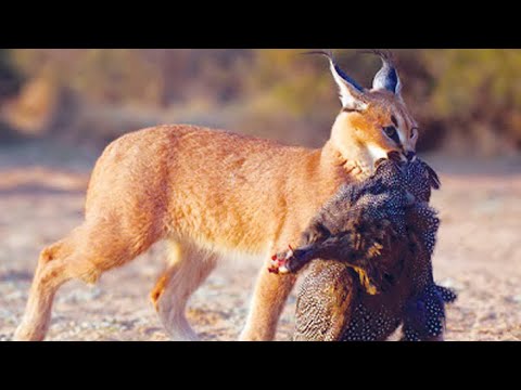 Видео: Элита кошачьего спецназа - КАРАКАЛ В ДЕЛЕ! Маленький, но очень УМЕЛЫЙ охотник!