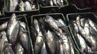 সগরর বইন মছ ককসবজর Sea Bine Fish Coxs Bazar 7Kg Big Fish