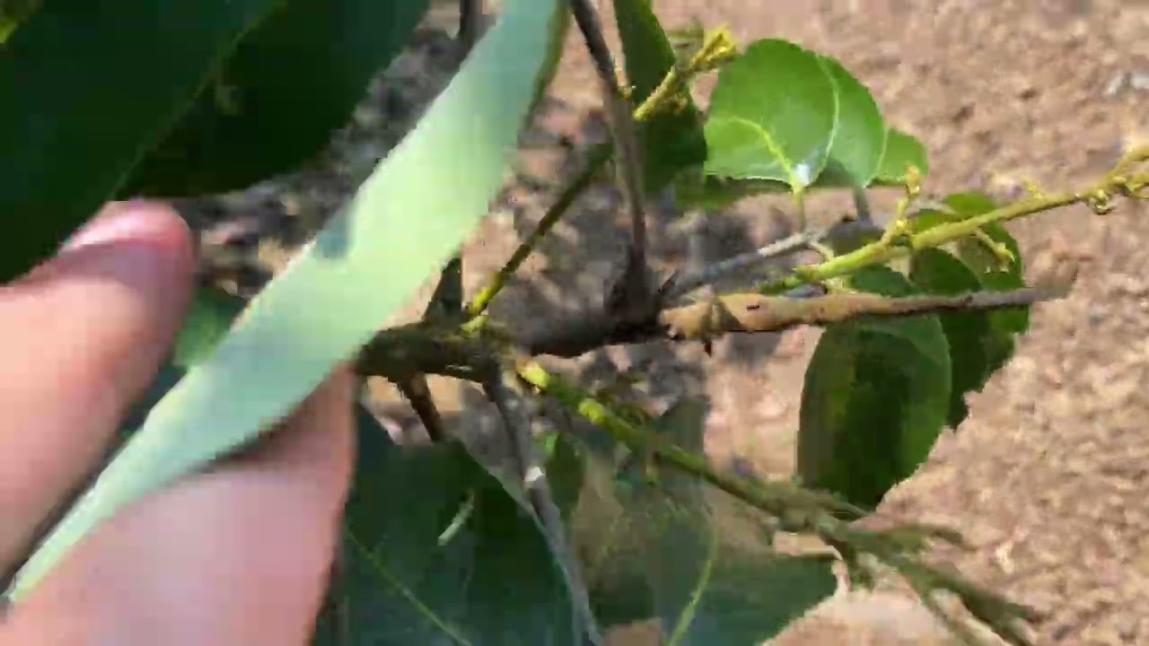 EP.27   ช่อแห้ง ช่อหัก ช่อไม่เดิน หลังแก้ไข  ดอกเต็ม #เปิดตาดอกลำไย #วิธีบำรุงท้ายคลิป