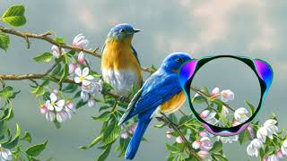 Bird ringtone 😌🐦 Listen in 0.5x speed ||Vivek Epz|| #birds screenshot 5
