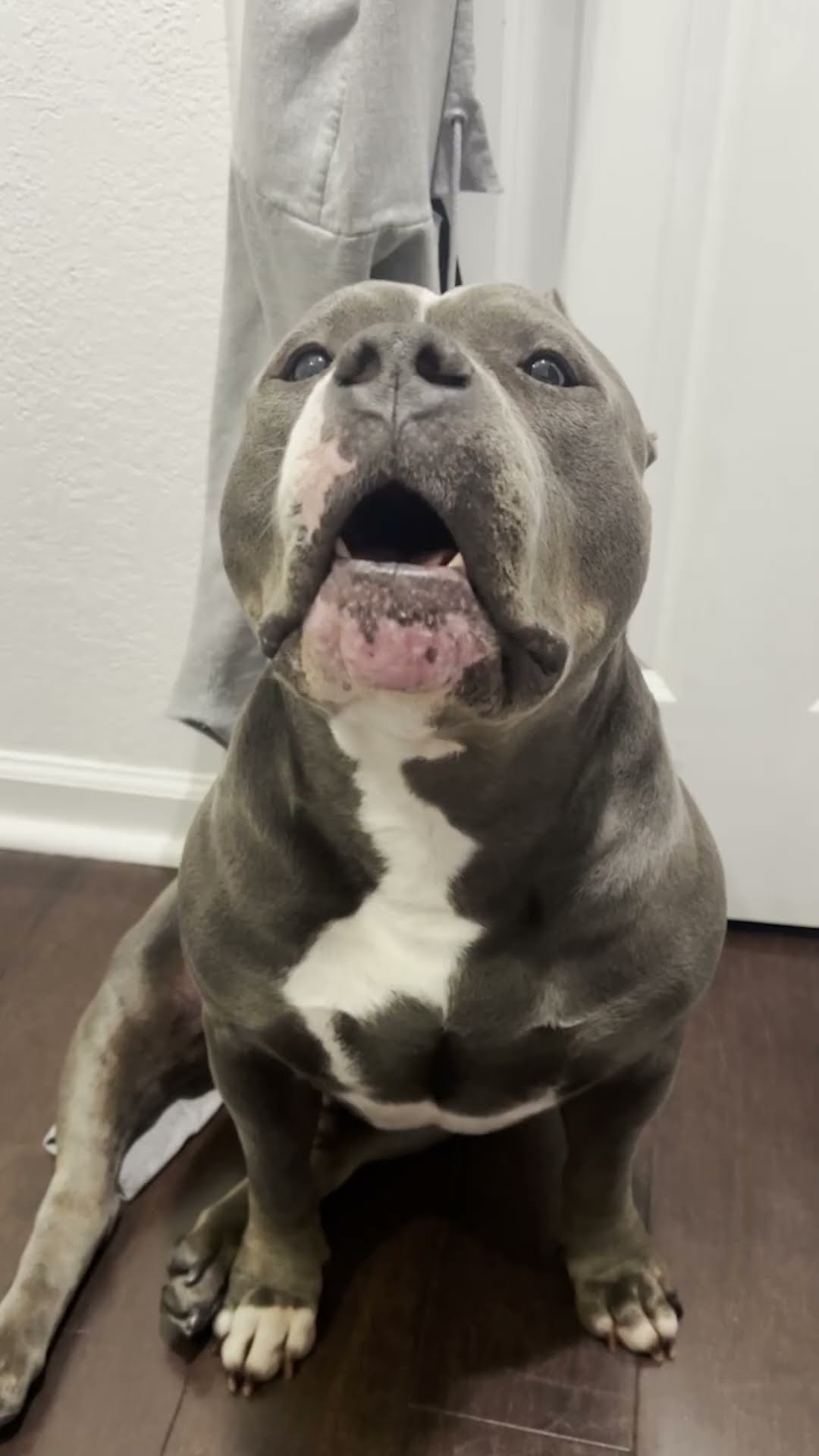 Velcro Bully Is Obsessed With Cuddling His Dad | The Dodo
