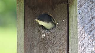 Baby Tree Swallows