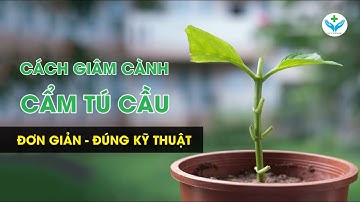 Cách giâm cành cẩm tú cầu đơn giản đúng kỹ thuật┃Nông Sản ND