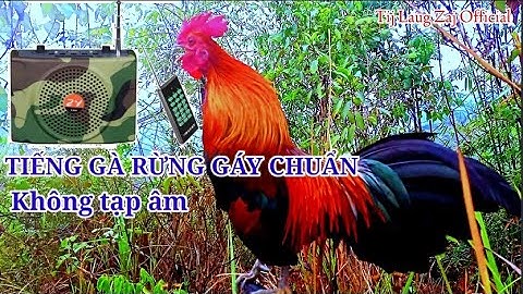 Tiếng gà rừng gáy chuẩn nhất năm 2023 | Suab qaib qus qua zoo. dib tuaj 100%