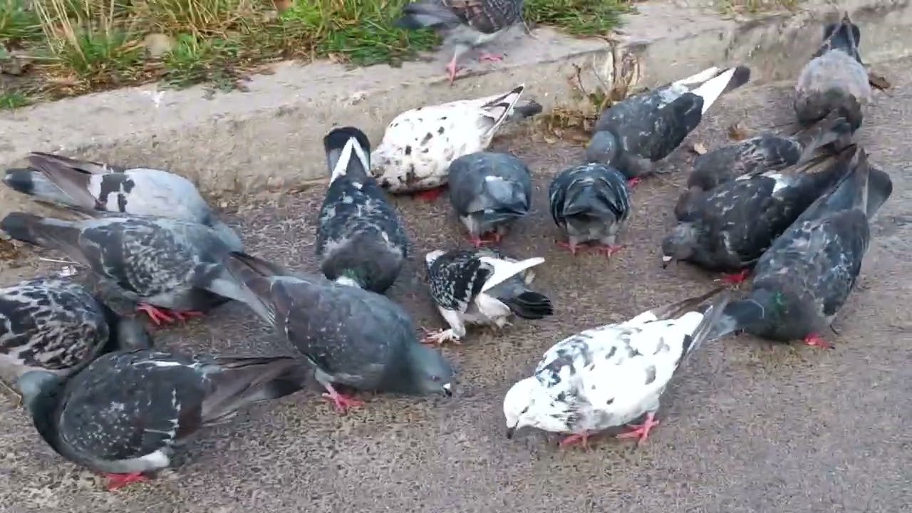 Чарівна осінь