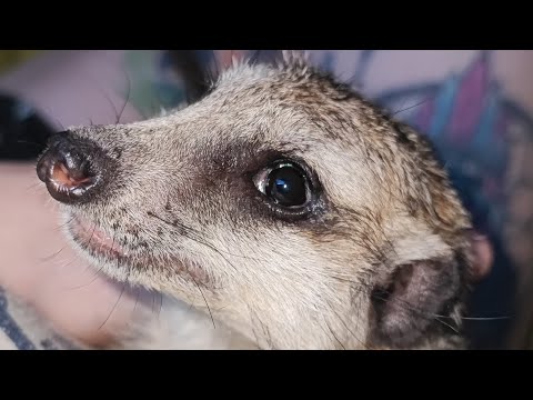 🌿Как стричь когти сурикатам 🌿 Вопросы и ответы🌿
