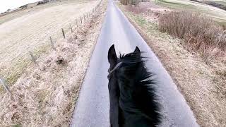 Saturday Horsetime 2032021