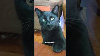 la patita de su hija  #cat #gatos #humor