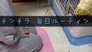 チンチラ 夜のお掃除ルーティン