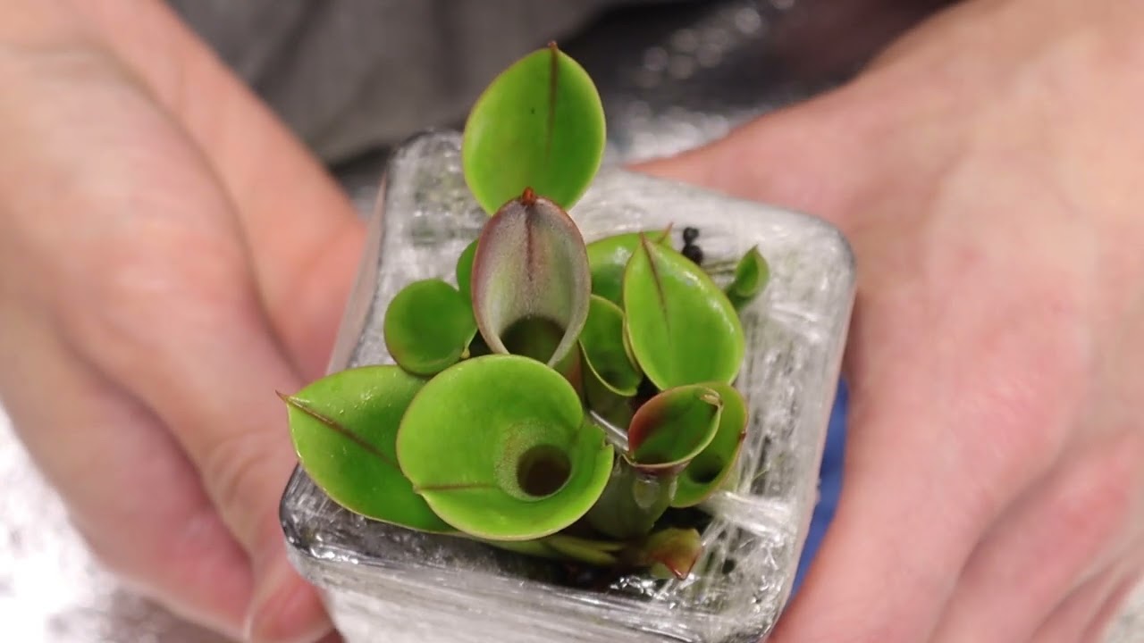 Распаковка новых плотоядных растений 30 января 2025 года