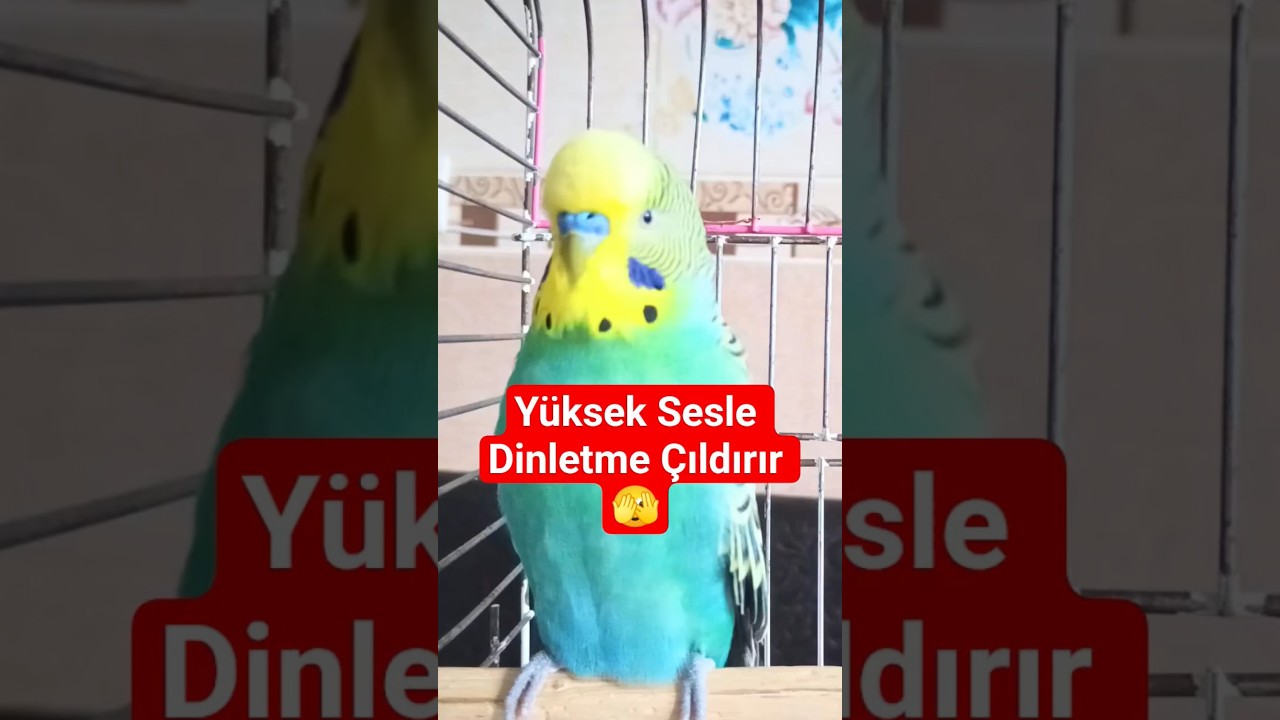 muhabbet kuşu, muhabbet kuşu sesi, muhabbet kuşu mutluluk sesi #muhabbetkuşu #dinlendiricisesler