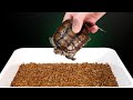 What will happen if a snapping turtle sees 10000 mealworms live feeding