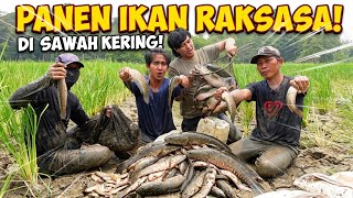 CRAZY! CATCHING, NETTING & HUNTING TONS OF FISH IN A DRIED-UP RICE FIELD BY THE EDGE OF THE FOREST