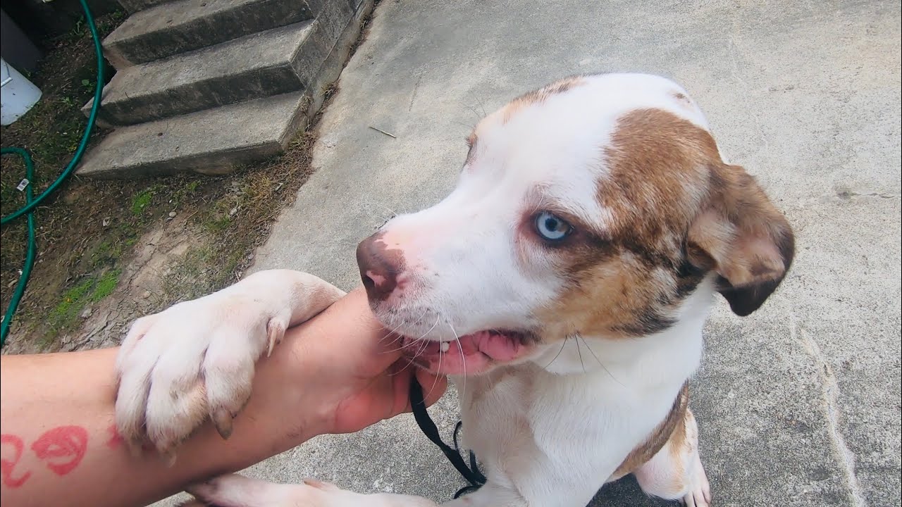 Huge 10 wk old Cane Corso Puppy Used as Distraction W/ Merle Catahoula