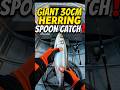 Giant Herring on a Spoon! (Baltic Sea 2026) #shorts #spoonfishing #seatroutfishing #balticsea