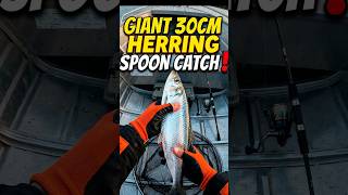 Giant Herring on a Spoon! (Baltic Sea 2026) #shorts #spoonfishing #seatroutfishing #balticsea