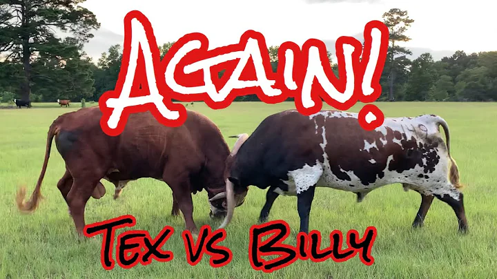 Tex vs Billy AGAIN (and Billy poops his pants!) #L...