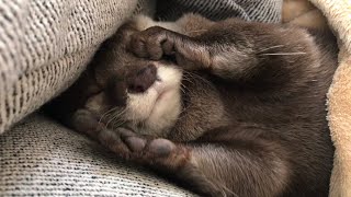 otter sakura with a wonderful sleeping appearance