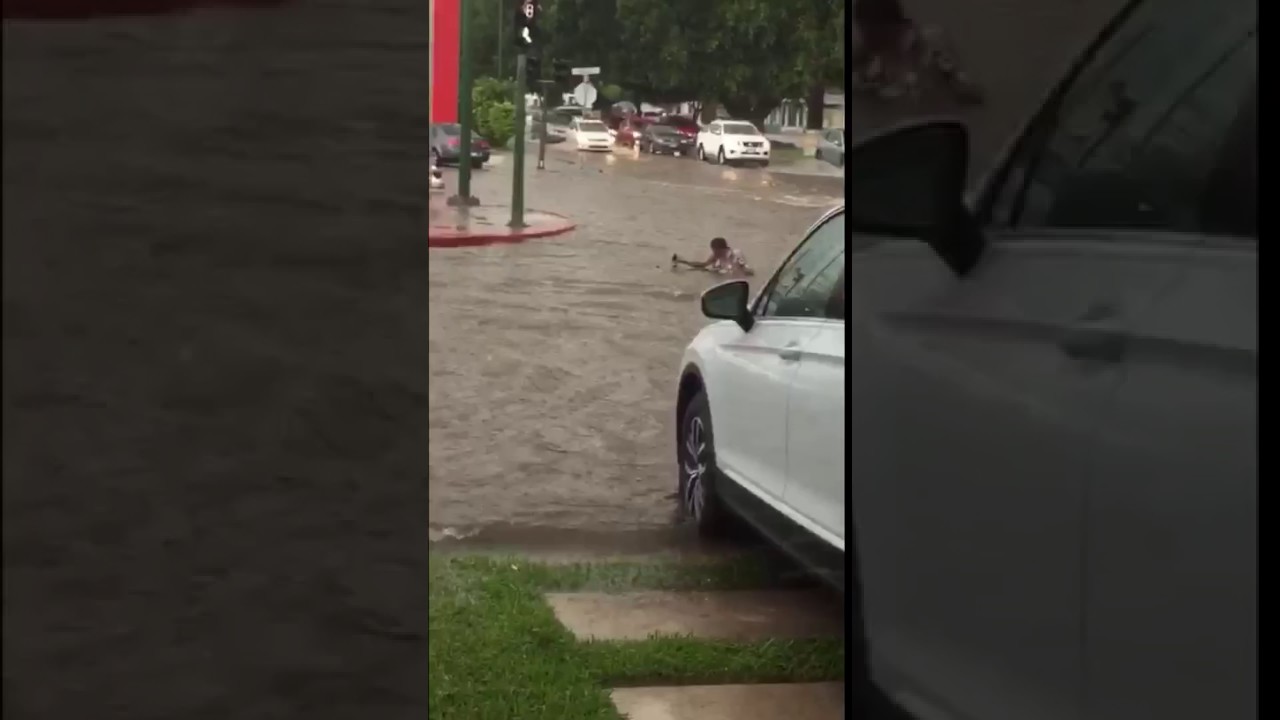 Risa borracho se cae en el agua