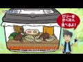 【コーナン movie】 カブトムシを飼おう！ の動画、YouTube動画。