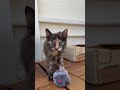 Video of adoptable pet named Mabel