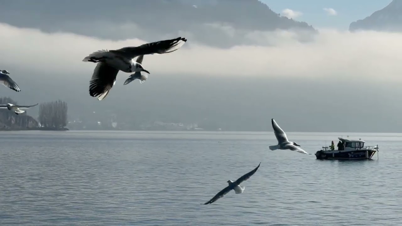 Go4it! (John Wolf Brennan)