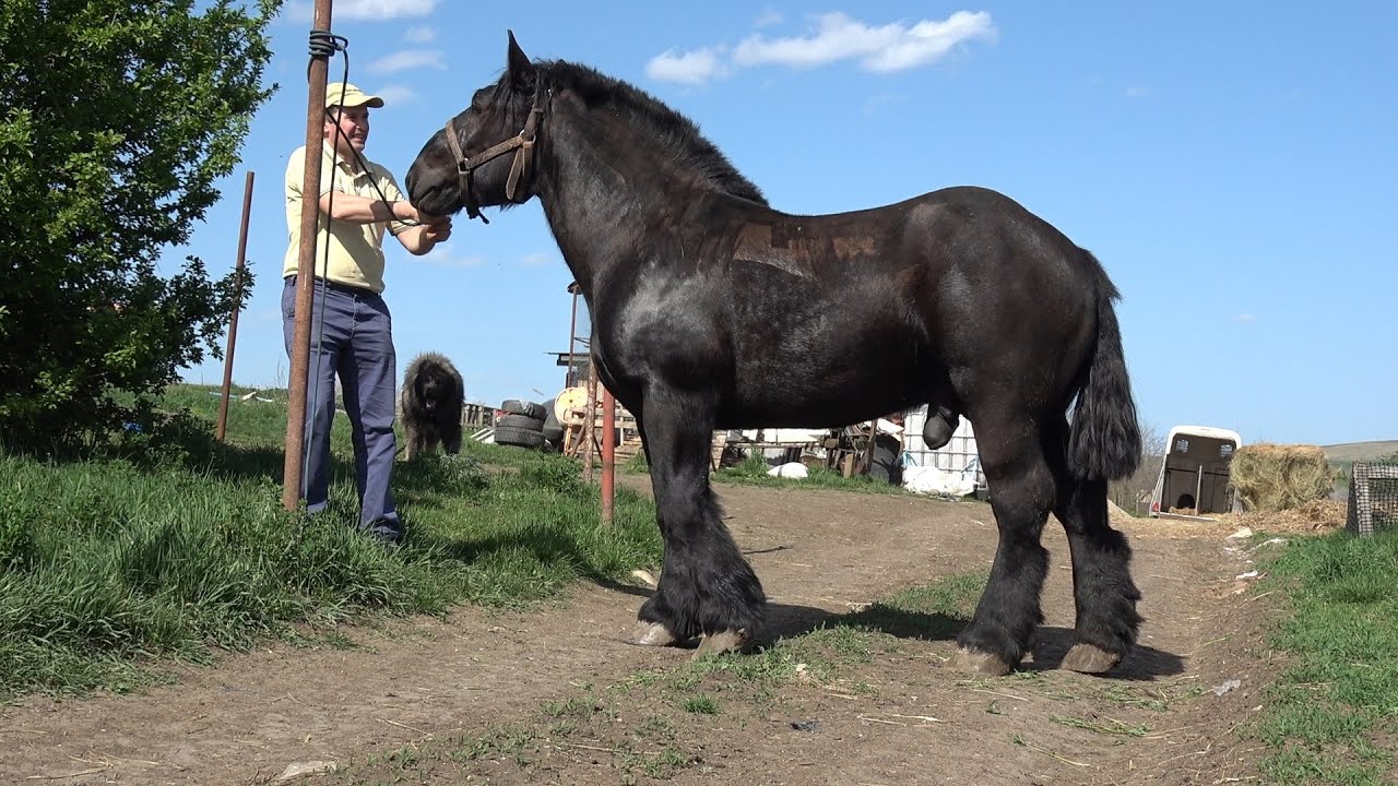 Vizita lui Stelica de la Jichisu, la un prieten apropiat, Vasile Butnar (Brat de fier) - 2025 Nou!!!