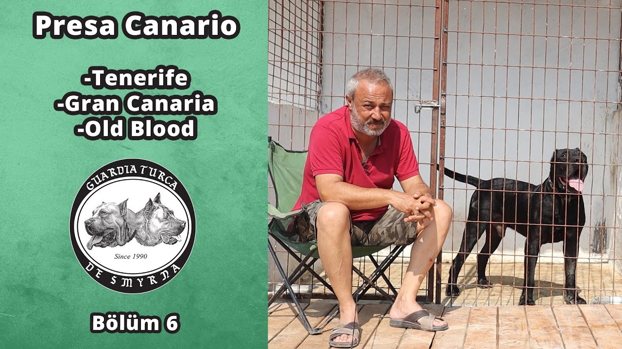 Presa Canario Tenerife/ Gran Canaria/ Old Blood/ Bölüm 6