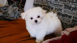 First moments of Maltese puppy in a home with cats by Limon the Maltese dog 19,515 views 2 years ago 1 minute, 54 seconds