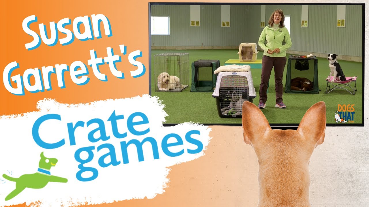 9 Crate Games and Activities for Dogs – Shed Happens