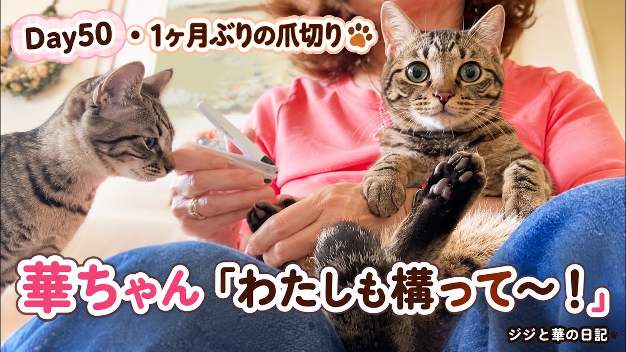子猫ちゃん YouTube