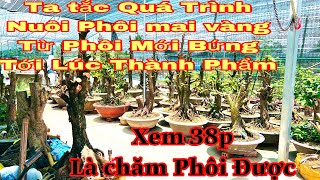 cách nuôi mai vàng từ a-z . từ phôi mới bứng tới thành phẩm