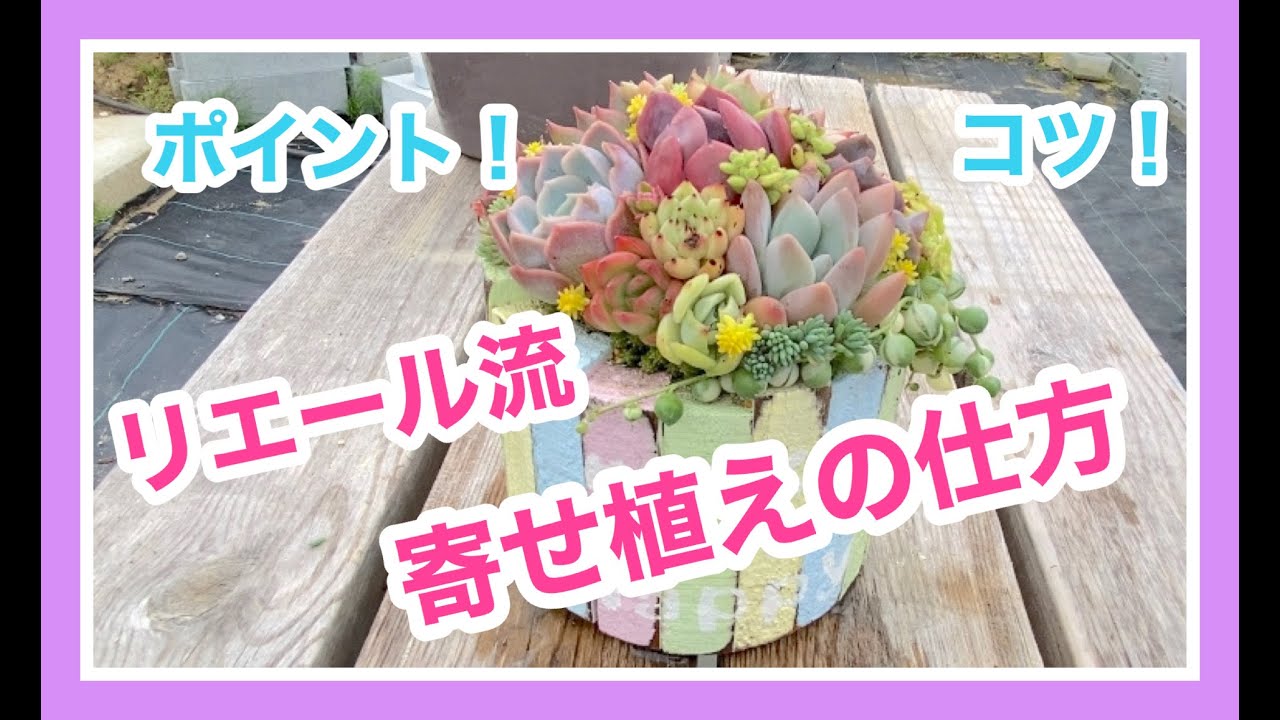 多肉寄せ植え 100均鳥かごで寄せ植え作りました かごに寄せ植えする方法 Youtube