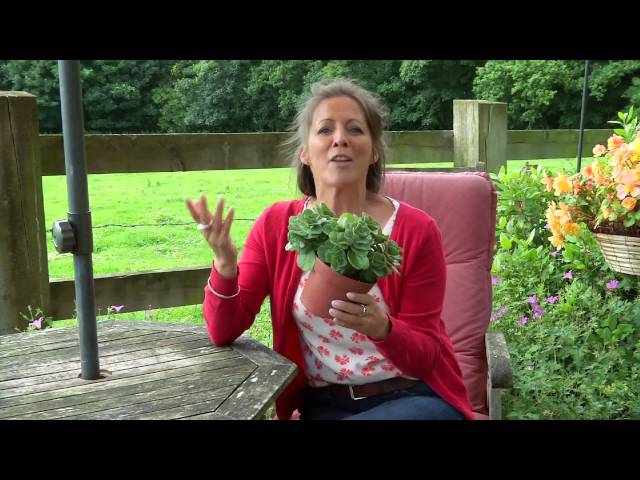 The Secret to Protect Your Garden from Unwanted Feline Visitors: How to Effectively Keep Cats Out 3 sddefault