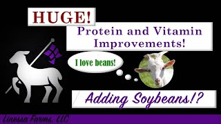 Sheep and Goat Feed:  Increase Protein and Nutrition With Just 1 Ingredient!