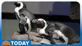 Get an Inside Look at Boston s Retirement Home for Penguins
