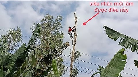 Cưa cây bạch đàn né dây điện , Cưa cây kỹ thuật cao