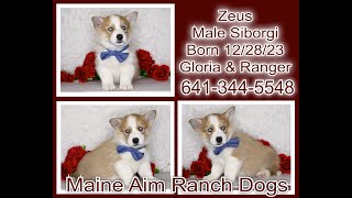 Siborgis puppies playing 7 weeks old 2/2/24 How cute are these babies! by Maine Aim Ranch Dogs 62 views 3 months ago 6 minutes, 35 seconds