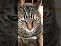 夜更かしして眠いネコ #ねこのいる生活 #にゃんこ #いなか猫