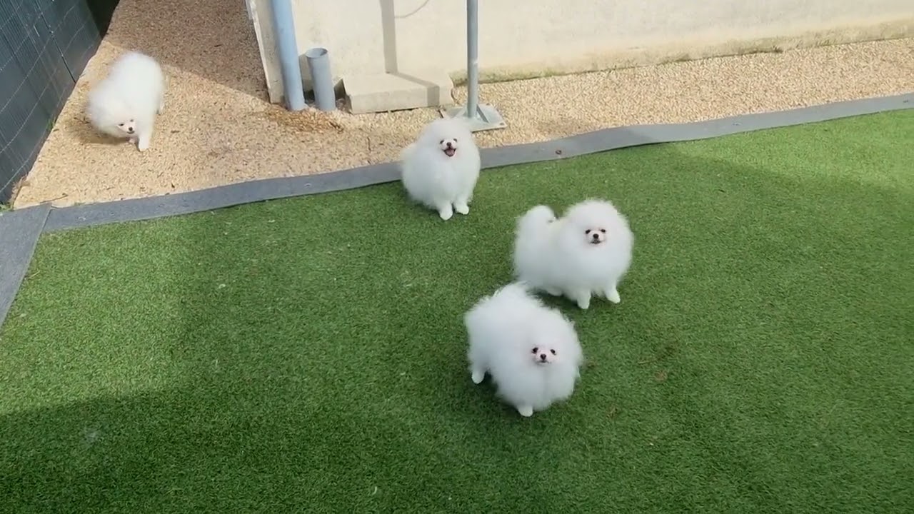 SHOWNOW - 4 jolis petits spitz nains poméraniens de 5 mois